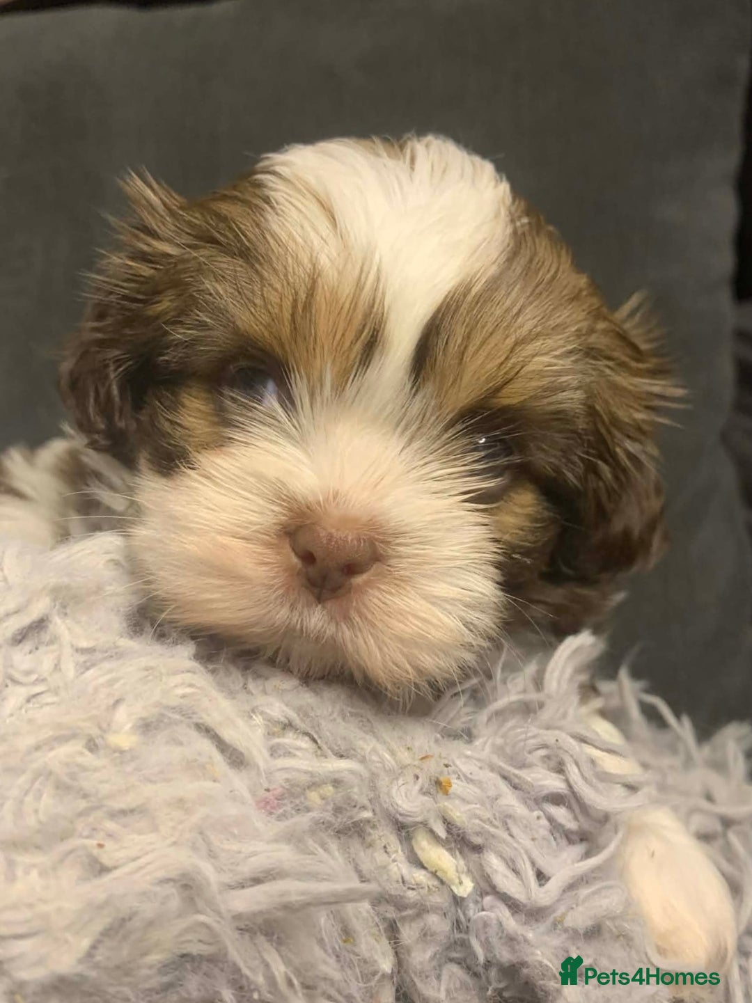 Shih Tzu dogs for sale: Gorgeous litter Shih tzu’s - Advert 2