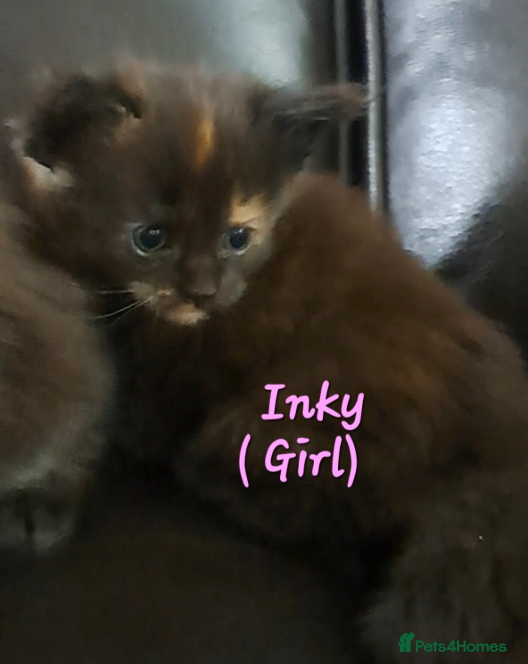 Maine Coon cats for sale: Pedigree maine coon kittens - Advert 10