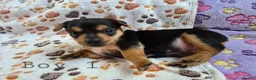 Jack Russell dogs for sale: Minature Jack Russell Puppies - Advert 11