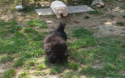 German Shepherd dogs for sale: German Shepherd pups ready end of August  - Image 20