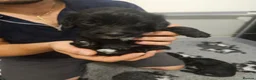 Doxiepoo dogs for sale: Stunning black & white Doxiepoo - Advert 4