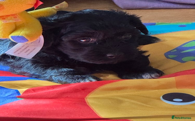 Havanese dogs - Advert 3