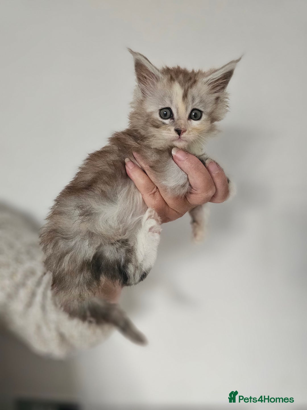Maine Coon cats for sale:  TICA Maine coon kittens ready to leave - Advert 15