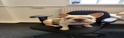 French Bulldog dogs for stud: French bulldog with Husky Background for stud  - Advert 9