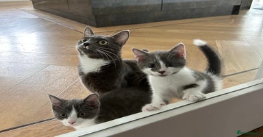 Domestic Shorthair cats - Advert 1