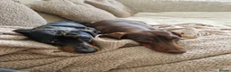 Dachshund dogs for sale: 2 boys remaining  - Advert 3