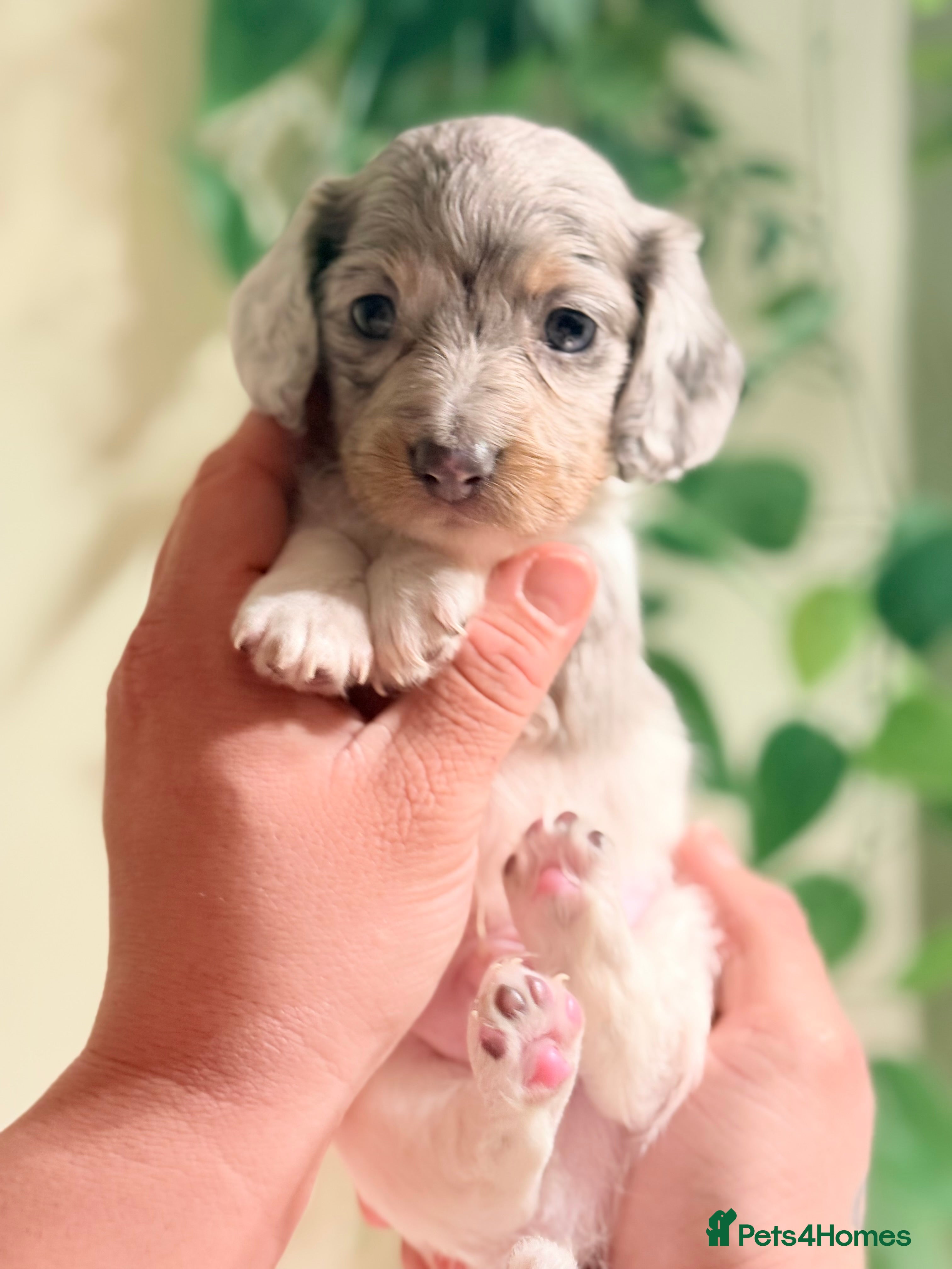 Miniature Dachshund dogs Pure Piebald Miniatures - Advert 17