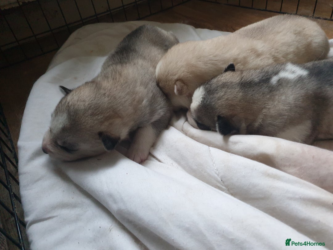 Siberian Husky dogs for sale: 3 Siberian Husky puppies - Advert 7