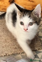 Mixed Breed cats *******1 adorable kitten left***** - Advert 11