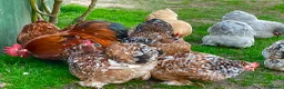 Chickens poultry for sale: Large Fowl and Bantam Hatching Eggs - Advert 2