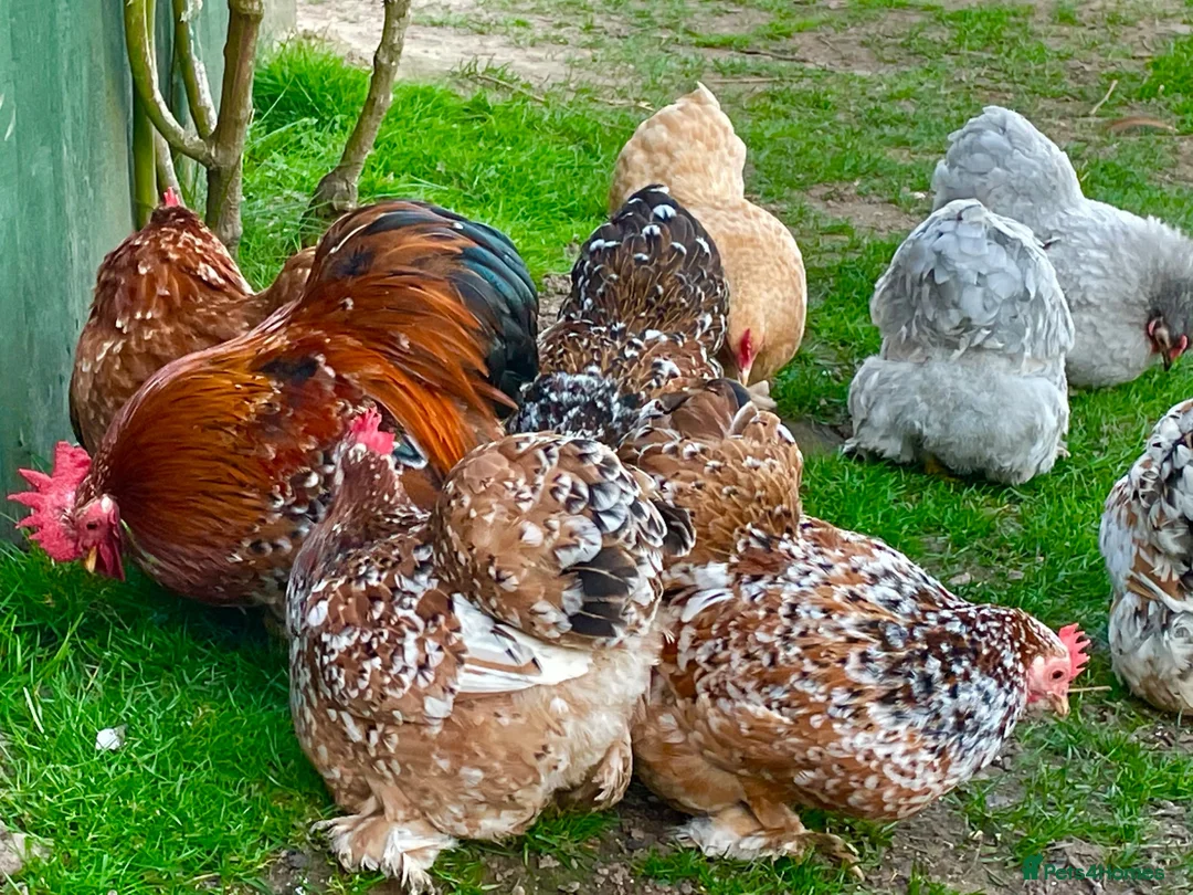 Chickens poultry for sale: Large Fowl and Bantam Hatching Eggs - Advert 2
