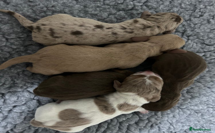 Miniature Dachshund dogs - Advert 8