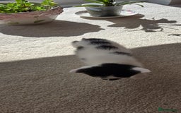 Mixed Breed cats for sale: Adorable Black & White Kittens - Image 19