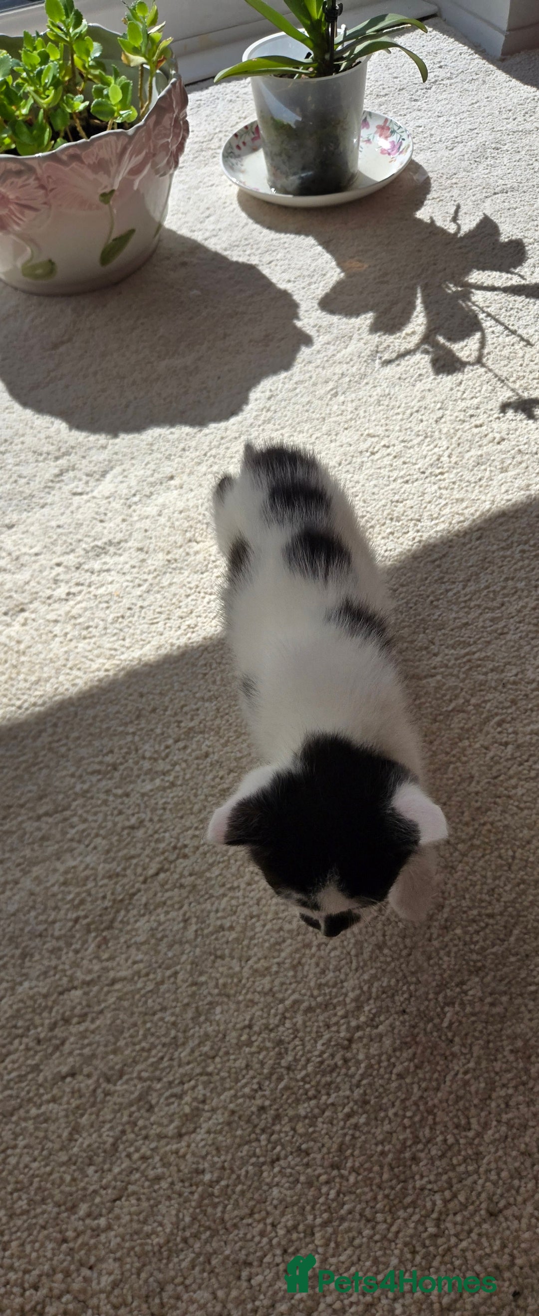 Mixed Breed cats for sale: Adorable Black & White Kittens - Image 19