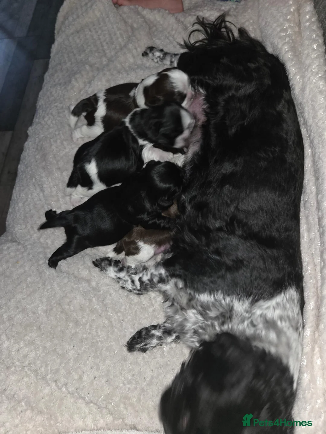 Shih Tzu dogs for sale: Shih Tzu puppies - Advert 14