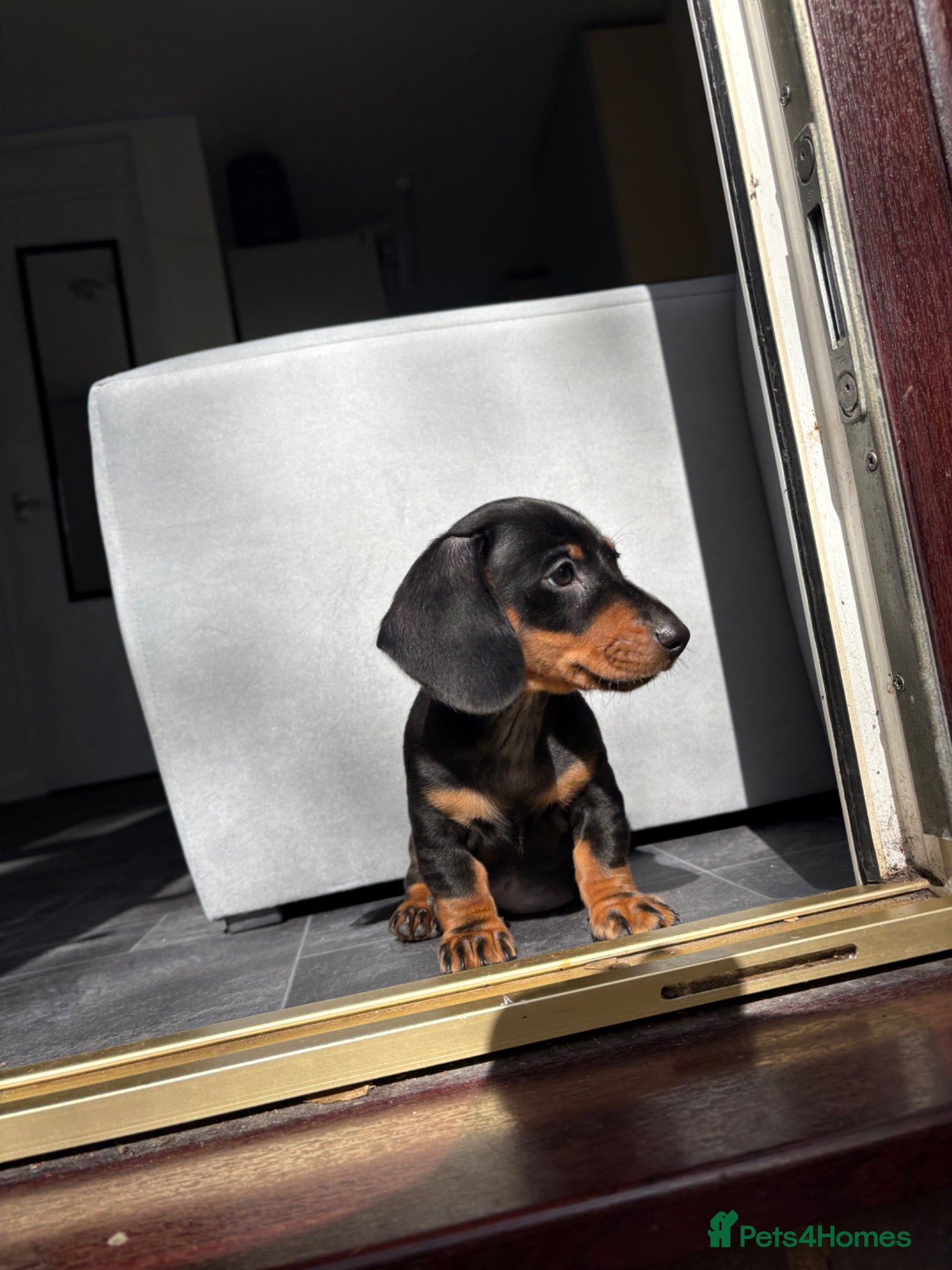 Dachshund dogs Last Black and Tan standard dachshund boy  - Advert 2