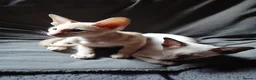 Oriental cats for sale: Beautiful oriental Siamese kitten  - Advert 5