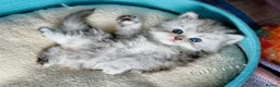 Persian cats for sale: Persian Chinchilla Kittens  - Advert 7