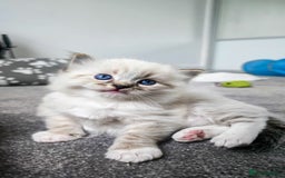 Ragdoll cats for sale: Beautiful kittens looking for their forever home - Image 1