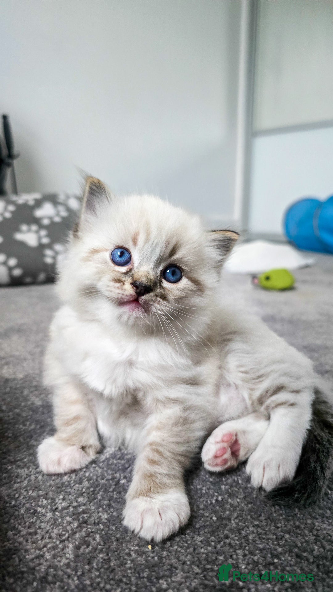 Ragdoll cats for sale: Beautiful kittens looking for their forever home - Image 1
