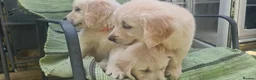 Golden Retriever dogs for sale: Golden Retriever Puppies - Advert 2