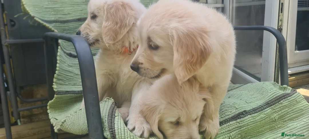 Golden Retriever dogs for sale: Golden Retriever Puppies - Advert 2