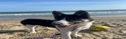 Huskita dogs for sale: Loving and affectionate Huskita  - Advert 5