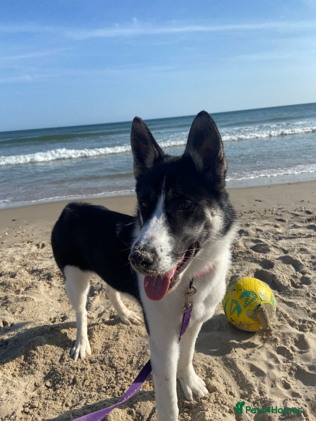 Huskita dogs for sale: Loving and affectionate Huskita  - Image 5