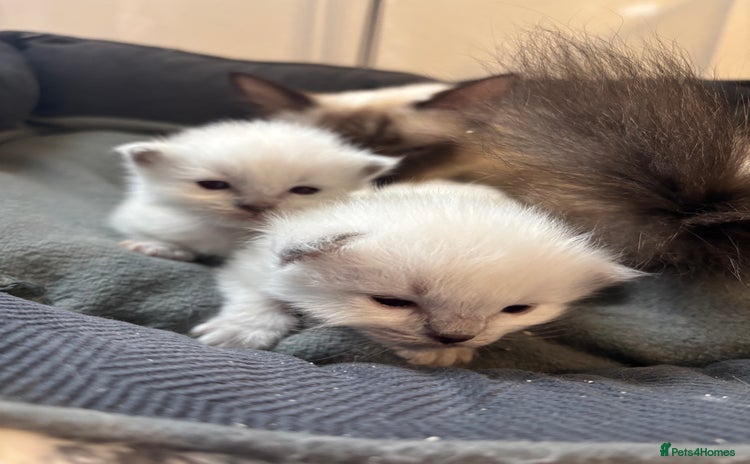 Ragdoll cats - Advert 5