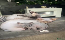 Sphynx cats for sale: Stunning Canadian sphynx kittens - Image 18