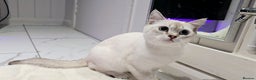 British Shorthair cats for sale: British Blue Kittens - Advert 4