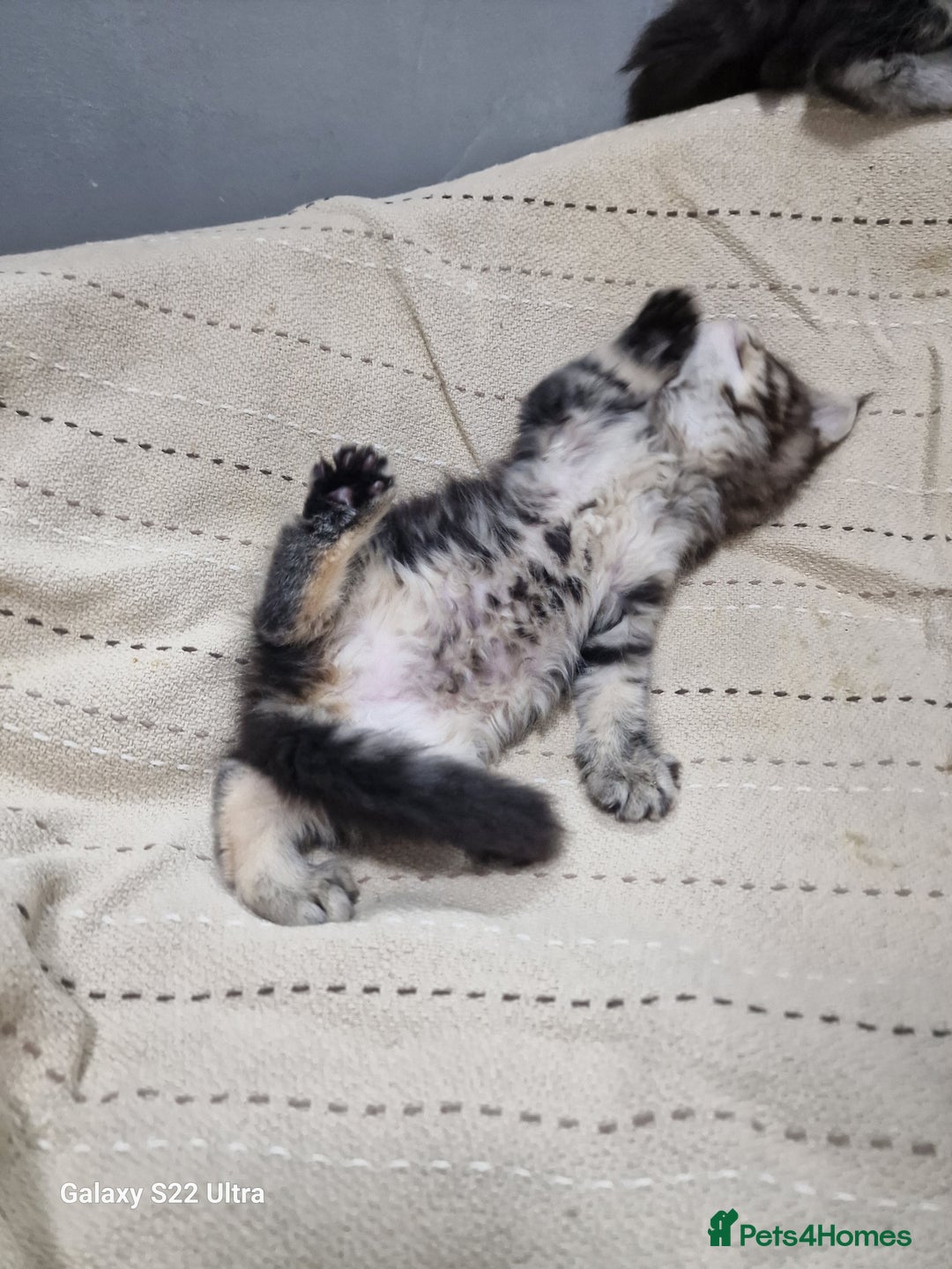 Maine Coon cats for sale: Pure Makne coon - Advert 12
