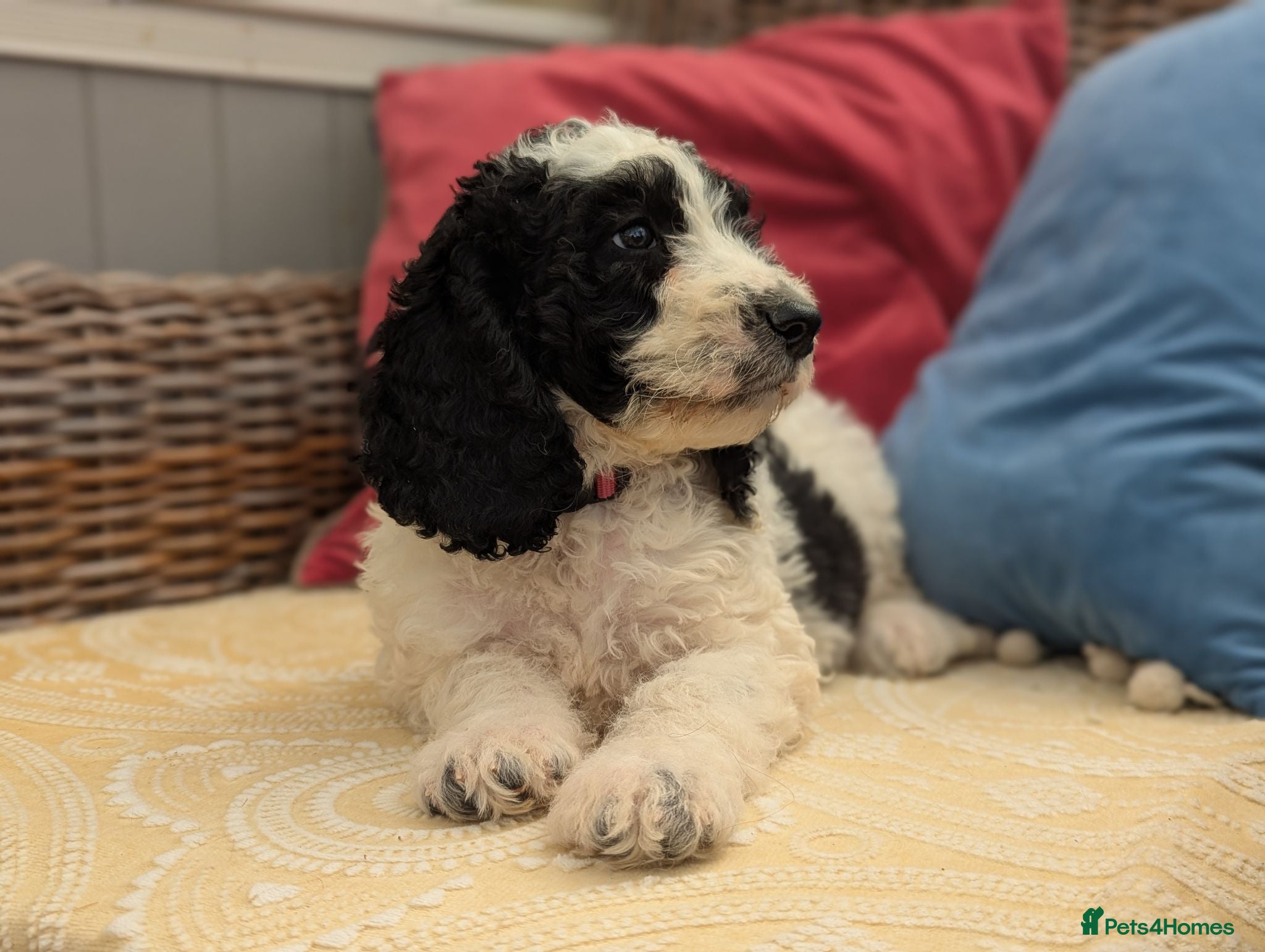 Cockapoo dogs F1 Standard Cocker Poodle Puppies  - Advert 1