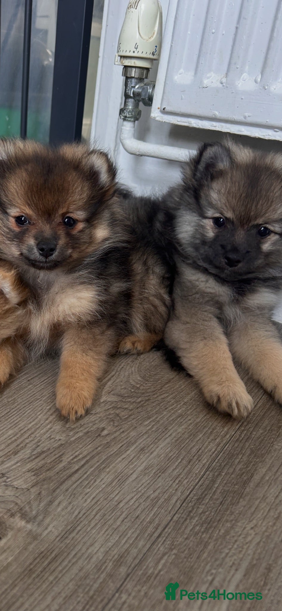 Pomeranian dogs  pomerian girl ♥️ - Advert 14