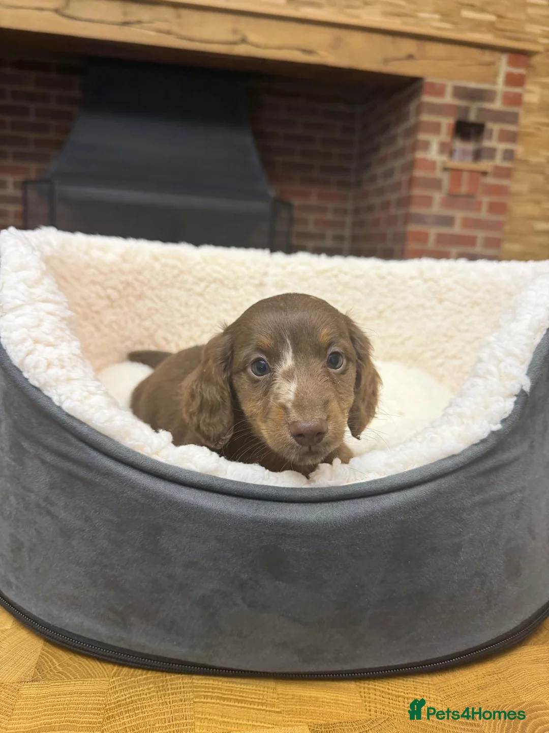 Miniature Dachshund dogs for sale: Longcoat Miniature Dachshunds  - Advert 1