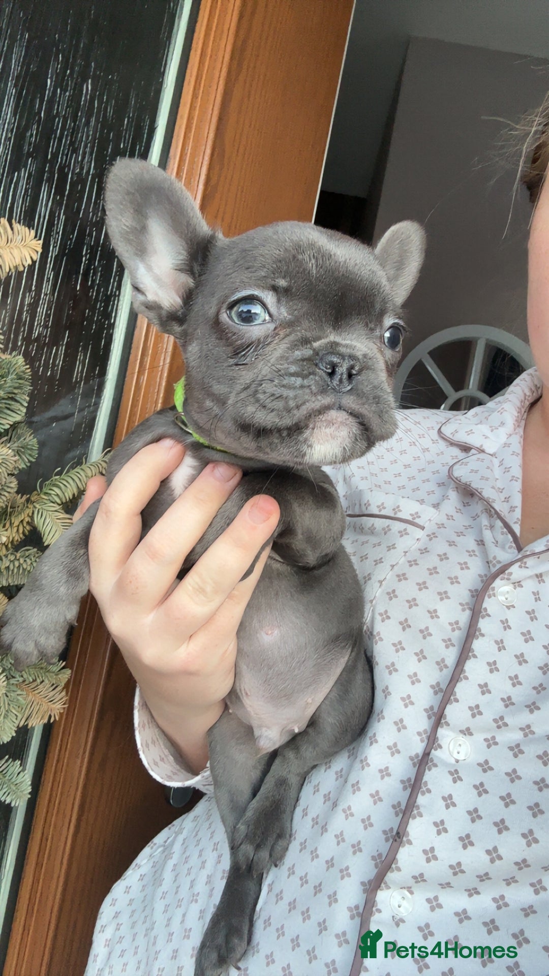 French Bulldog dogs for sale: French bulldog puppies 1 LEFT - Advert 5