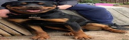 Rottweiler dogs for sale: Bruce * Rehome *  - Advert 13