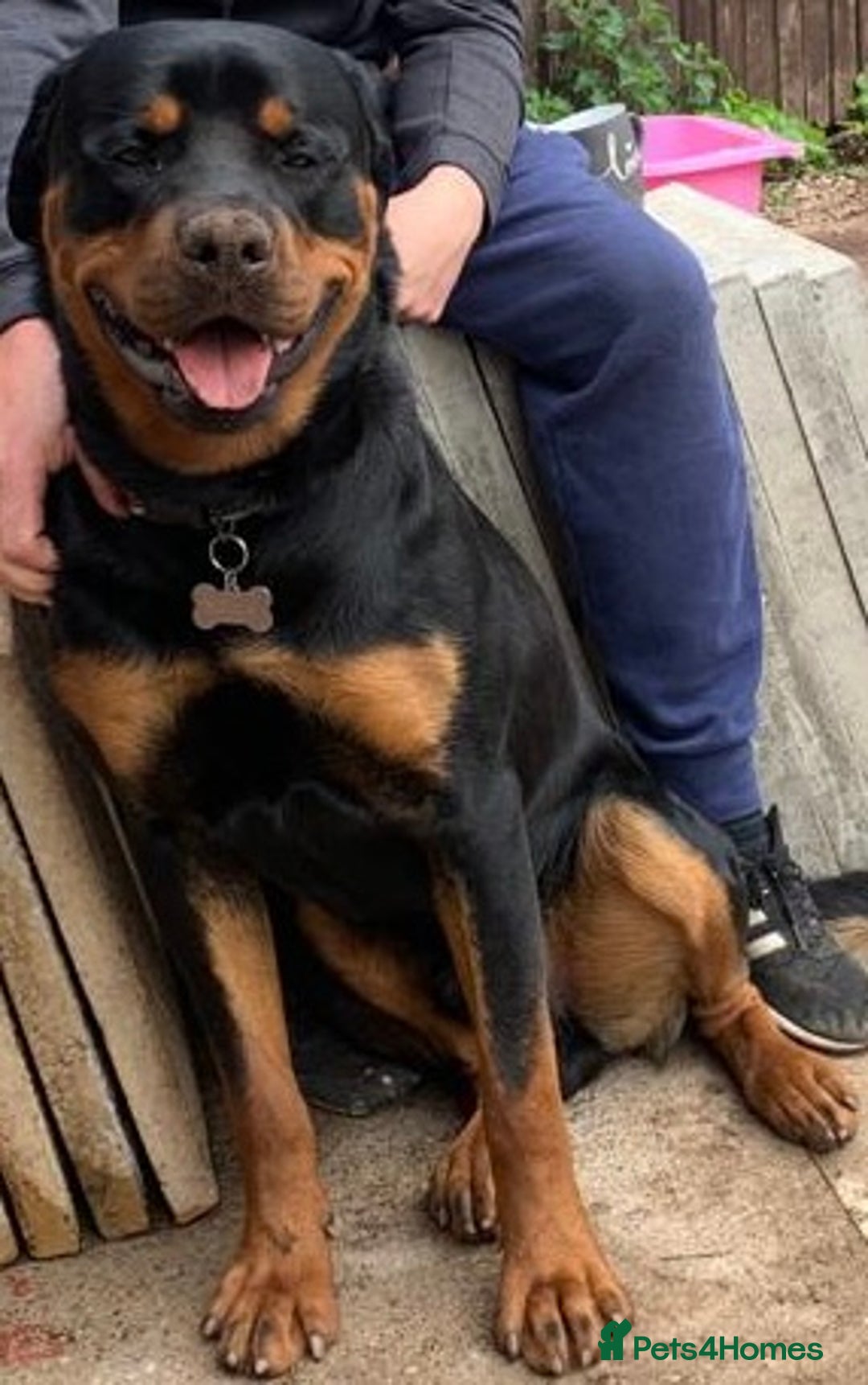 Rottweiler dogs for sale: Bruce * Rehome *  - Advert 13