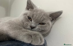 British Shorthair cats for sale: 🐾 TOP QUALLITY LILAC BSH reg GCCF purebred 🐾 - Image 29