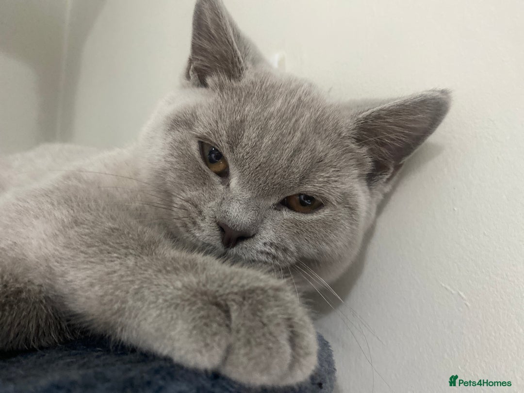 British Shorthair cats for sale: 🐾 TOP QUALLITY LILAC BSH reg GCCF purebred 🐾 - Image 29