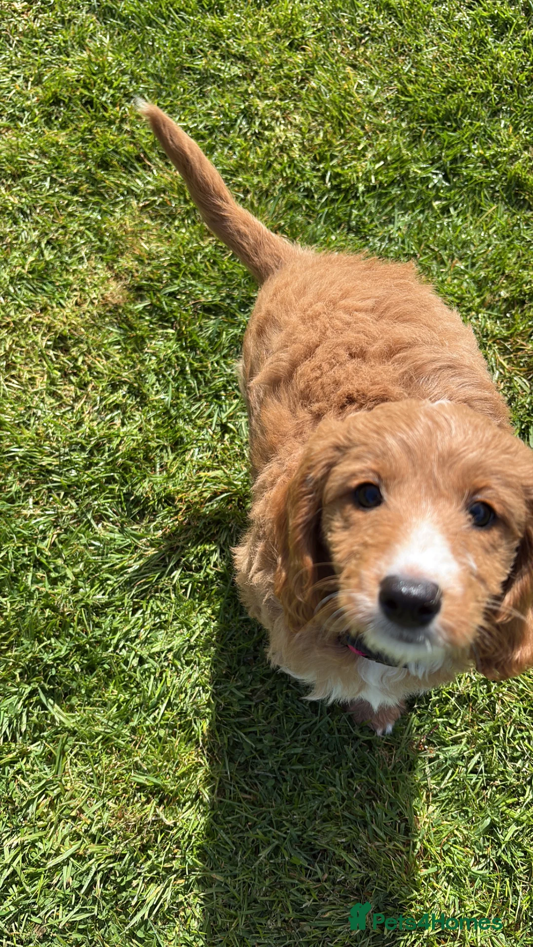 Cockapoo dogs for sale: Red F1 Cockapoo  in Tonbridge - Advert 4