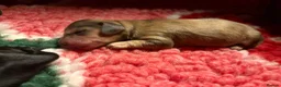 Miniature Dachshund dogs for sale: Miniature longhaired dachshunds PRA clear - Advert 5