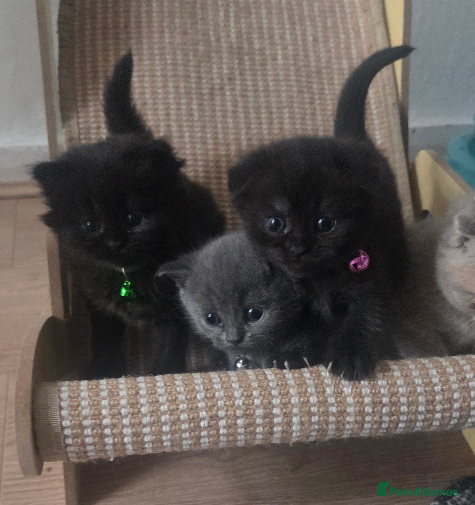 British Shorthair cats British Short Hair/ Scottish Fold - Advert 9