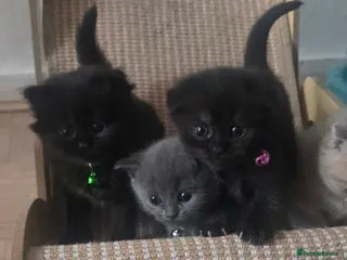 British Shorthair cats British Short Hair/ Scottish Fold - Advert 9