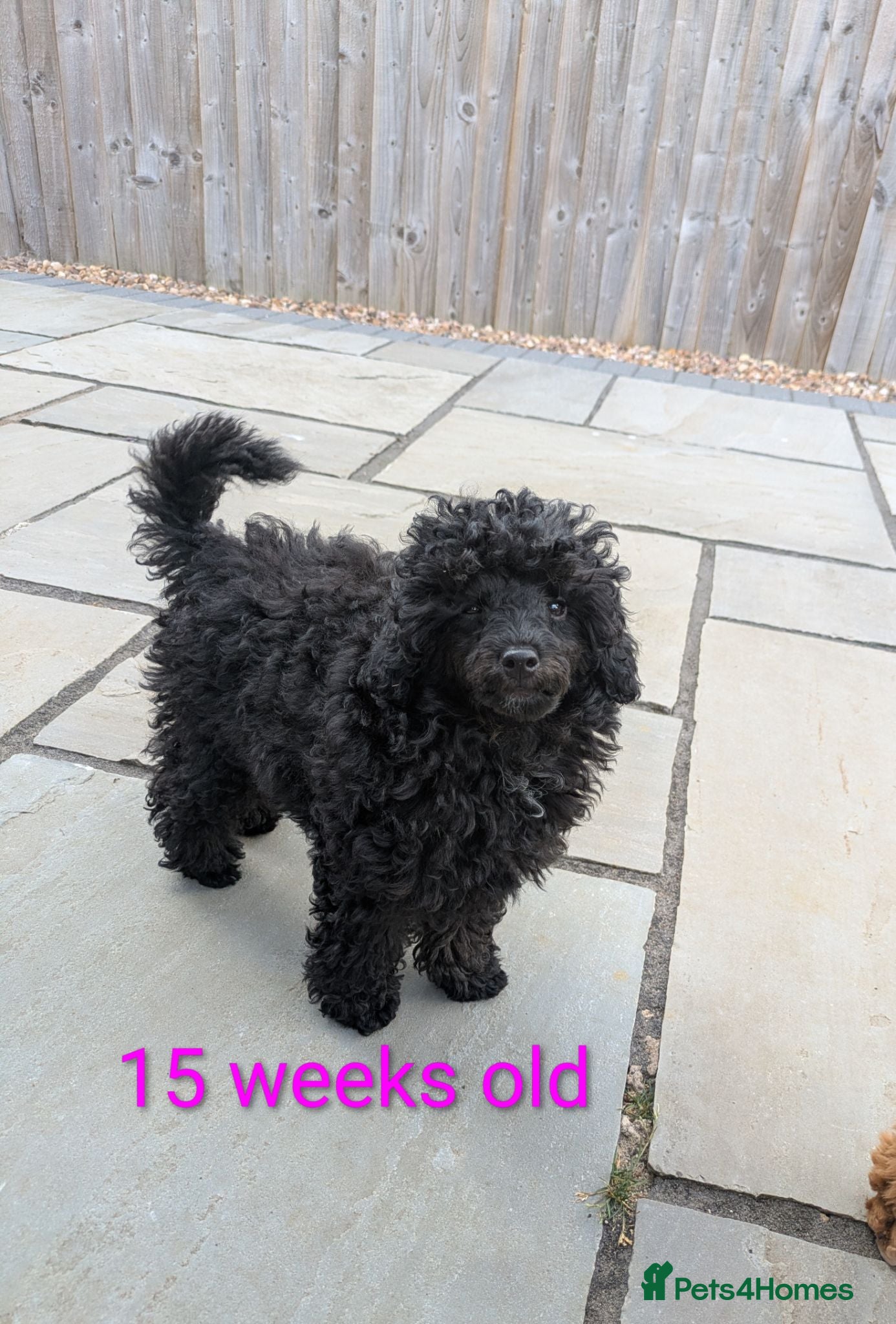 Toy Poodle dogs Toy poodle girls KC , fully vac 14 weeks old  - Advert 1