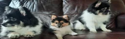 Mixed Breed dogs for sale: Gorgeous Pomeranian × Japanese Spitz Puppies in Falkirk - Advert 7