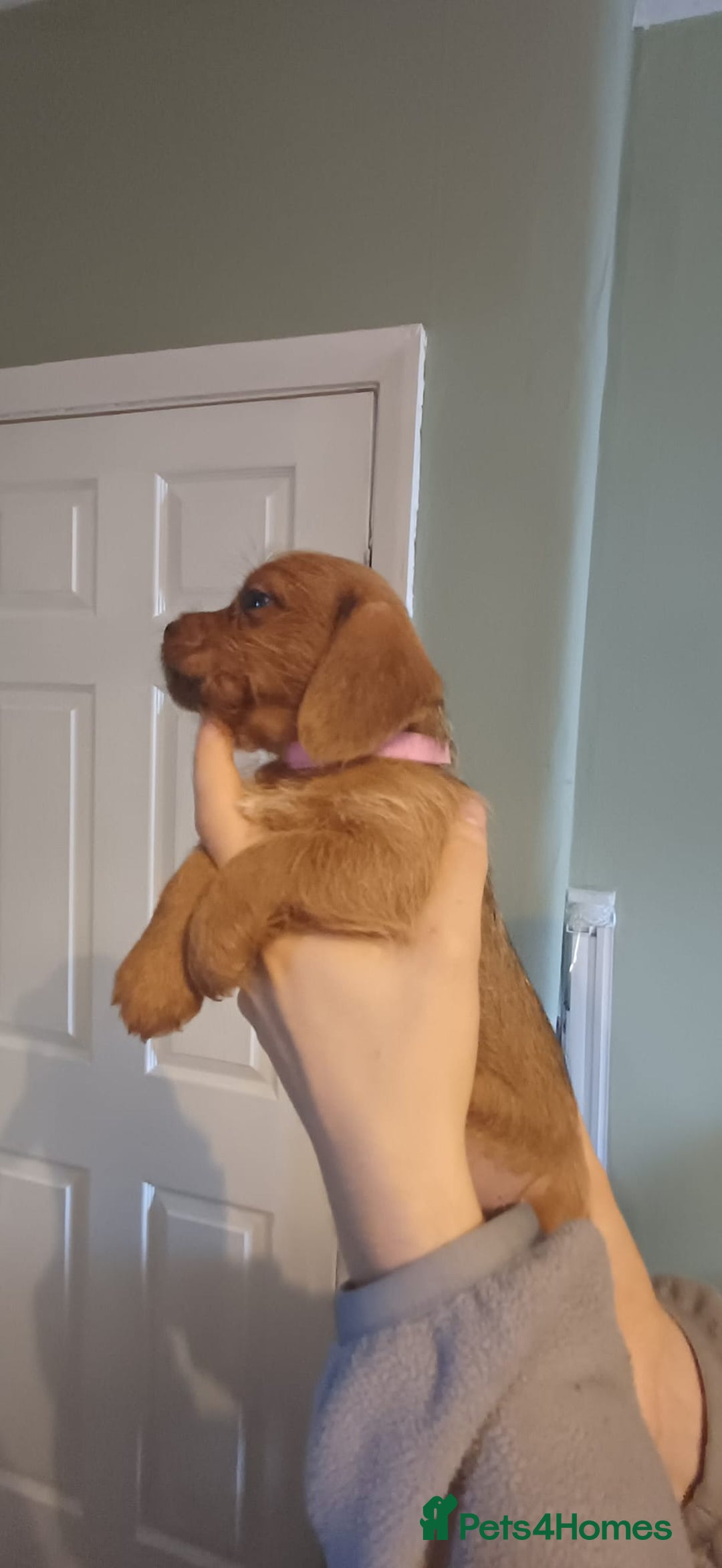 Mixed Breed dogs for sale: Beautiful schweenie babies - Image 5