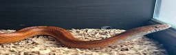 Corn Snake reptiles for sale: Hypo blood red corn snake female in Plymouth - Advert 7