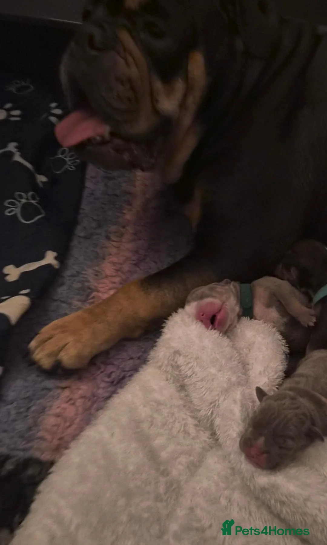 English Bulldog dogs for sale: Excellent healthy Puppies please read advert - Advert 18