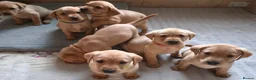 Labrador Retriever dogs for sale: Labrador puppies in Scarborough - Advert 5